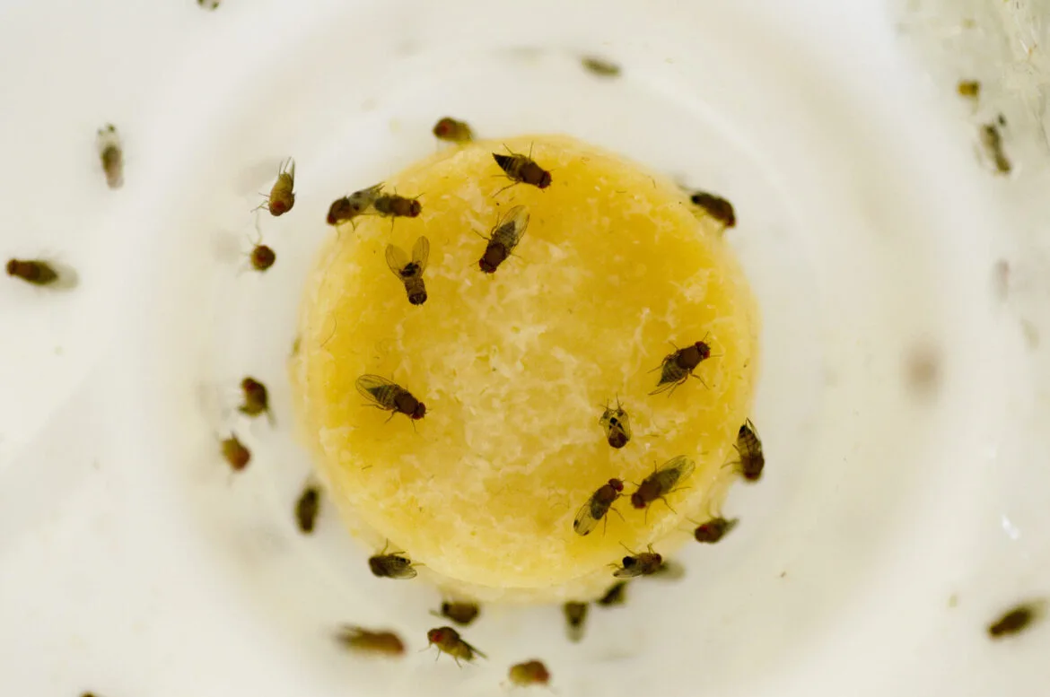 sink drain fruit fly breeding